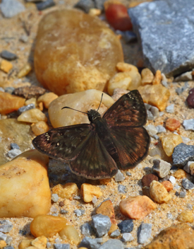 Wild Indigo Duskywing